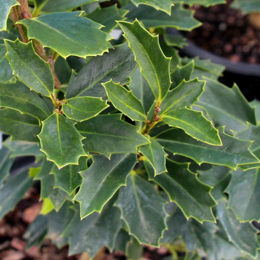 Oak Leaf™ Holly Tree 5 Oak Leaf™ Holly Tree - Image 3