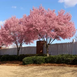 Okame Cherry Tree 13 Okame Cherry Tree -Deals The Flora Sprout Store Okame Cherry 02 FGT