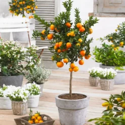 Owari Satsuma Mandarin Tree 8 Owari Satsuma Mandarin Tree -Deals The Flora Sprout Store Owari Satsuma Mandarin 1
