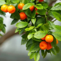 Owari Satsuma Mandarin Tree 9 Owari Satsuma Mandarin Tree -Deals The Flora Sprout Store Owari Satsuma Mandarin 3