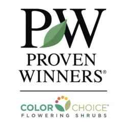 Sprinter® Boxwood Shrub 11 Sprinter® Boxwood Shrub -Deals The Flora Sprout Store PW Logo CC 1000x1000 c7e5005e 0826 4154 86ed def94c16a032