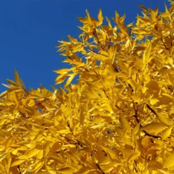 Patmore Green Ash Tree 11 Patmore Green Ash Tree -Deals The Flora Sprout Store Patmore Green Ash 2