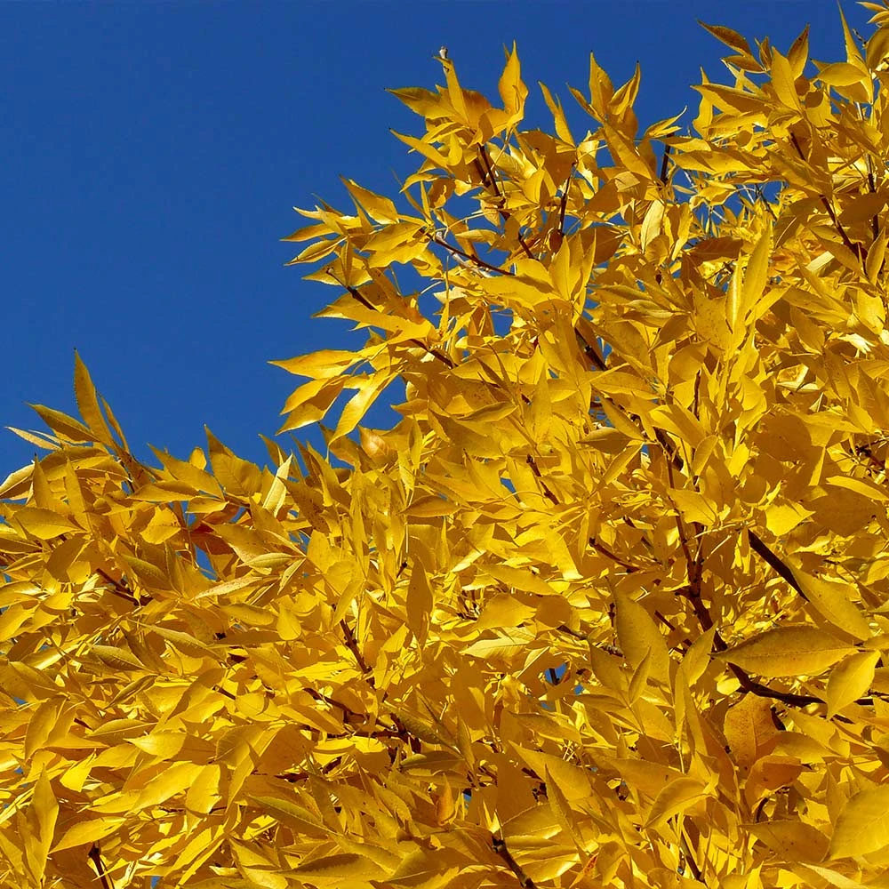 Patmore Green Ash Tree 7 Patmore Green Ash Tree - Image 5