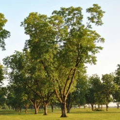 Pawnee Pecan Tree -Deals The Flora Sprout Store Pawnee Pecan 5 FGT