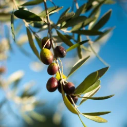 Pendolino Olive Tree 9 Pendolino Olive Tree -Deals The Flora Sprout Store Pendolino Olive