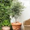 Pendolino Olive Tree 1 Pendolino Olive Tree -Deals The Flora Sprout Store Pendolino Olive FGT 600x600 231f38ca 5d36 47ad 97c6 31ac8f015baf