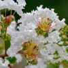Petite Snow™ Crape Myrtle Tree -Deals The Flora Sprout Store Petite Snow Crape Myrtle 600x600 439479aa ee2a 4480 a47a 1c705887b9c5