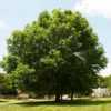 Pin Oak Tree 1 Pin Oak Tree -Deals The Flora Sprout Store Pin Oak FGT 600x600 c4defe34 4bd0 4d62 8fe8 b2d365e03b60