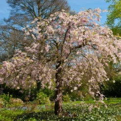 Pink Weeping Cherry Tree 10 Pink Weeping Cherry Tree -Deals The Flora Sprout Store Pink Double Weeping Cherry 6 FGT