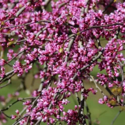 Pink Heartbreaker Redbud Tree 9 Pink Heartbreaker Redbud Tree -Deals The Flora Sprout Store Pink Heartbreaker Redbud 1