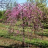 Pink Heartbreaker Redbud Tree 1 Pink Heartbreaker Redbud Tree -Deals The Flora Sprout Store Pink Heartbreaker Redbud 600x600 9f119770 559c 4357 915b 2c8485395d8f