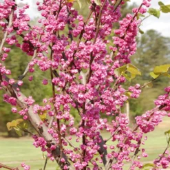 'Pink Pom Poms' Redbud Tree 9 'Pink Pom Poms' Redbud Tree -Deals The Flora Sprout Store Pink Pom Pom Redbud 2