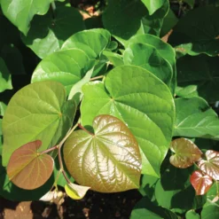'Pink Pom Poms' Redbud Tree 11 'Pink Pom Poms' Redbud Tree -Deals The Flora Sprout Store Pink Pom Pom Redbud 4