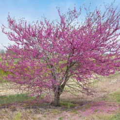 'Pink Pom Poms' Redbud Tree 10 'Pink Pom Poms' Redbud Tree -Deals The Flora Sprout Store Pink Pom Pom Redbud 5