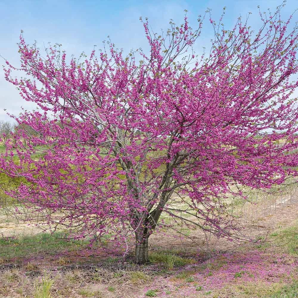 'Pink Pom Poms' Redbud Tree 6 'Pink Pom Poms' Redbud Tree - Image 4