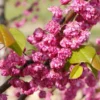 'Pink Pom Poms' Redbud Tree 2 'Pink Pom Poms' Redbud Tree -Deals The Flora Sprout Store Pink Pom Pom Redbud 600x600 a00001f4 ef81 4d0b 98ff cc2c03ee584a