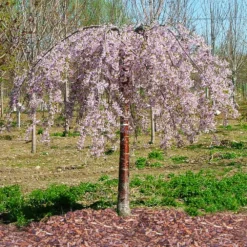 Pink Snow Showers™ Weeping Cherry Tree 11 Pink Snow Showers™ Weeping Cherry Tree -Deals The Flora Sprout Store Pink Snow Showers Flowering Chery 1