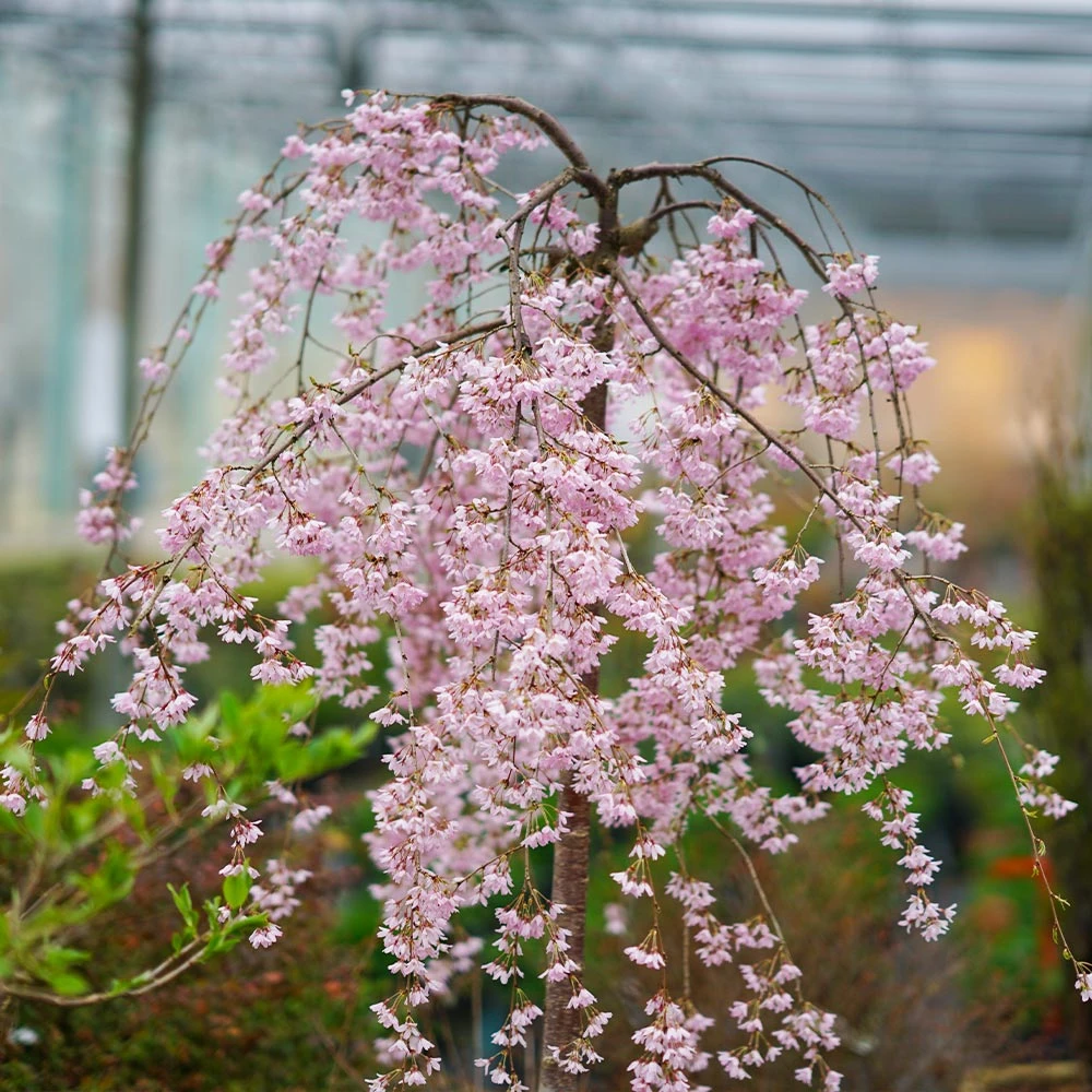 Pink Snow Showers™ Weeping Cherry Tree 6 Pink Snow Showers™ Weeping Cherry Tree - Image 4