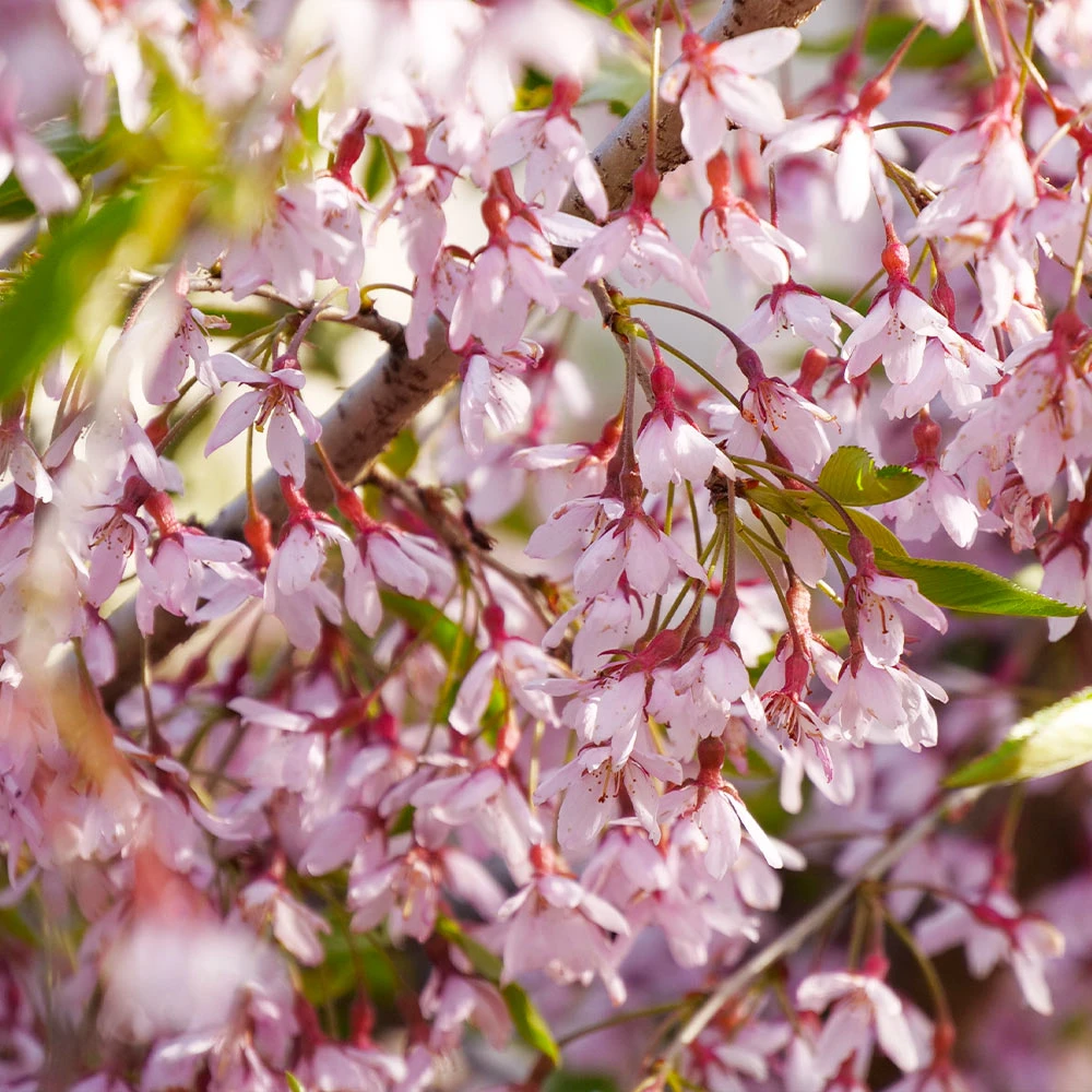 Pink Snow Showers™ Weeping Cherry Tree 4 Pink Snow Showers™ Weeping Cherry Tree - Image 2