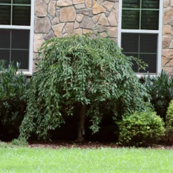 Pink Snow Showers™ Weeping Cherry Tree 13 Pink Snow Showers™ Weeping Cherry Tree -Deals The Flora Sprout Store Pink Snow Showers Flowering Chery 4
