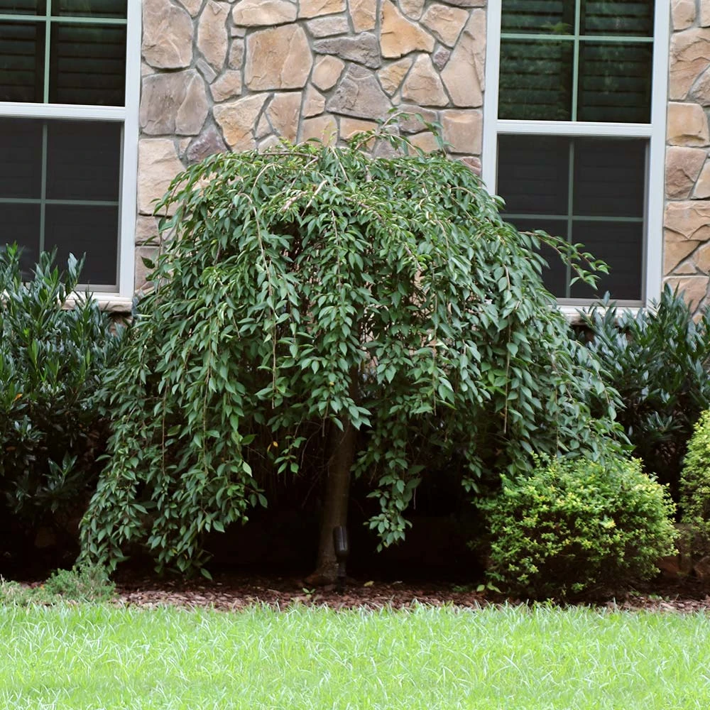 Pink Snow Showers™ Weeping Cherry Tree 7 Pink Snow Showers™ Weeping Cherry Tree - Image 5