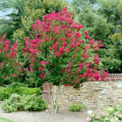 Pink Velour Crape Myrtle 13 Pink Velour Crape Myrtle -Deals The Flora Sprout Store Pnk Velour Crape Myrtle 4 FGT