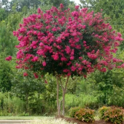 Pink Velour Crape Myrtle 11 Pink Velour Crape Myrtle -Deals The Flora Sprout Store Pnk Velour Crape Myrtle 5 FGT