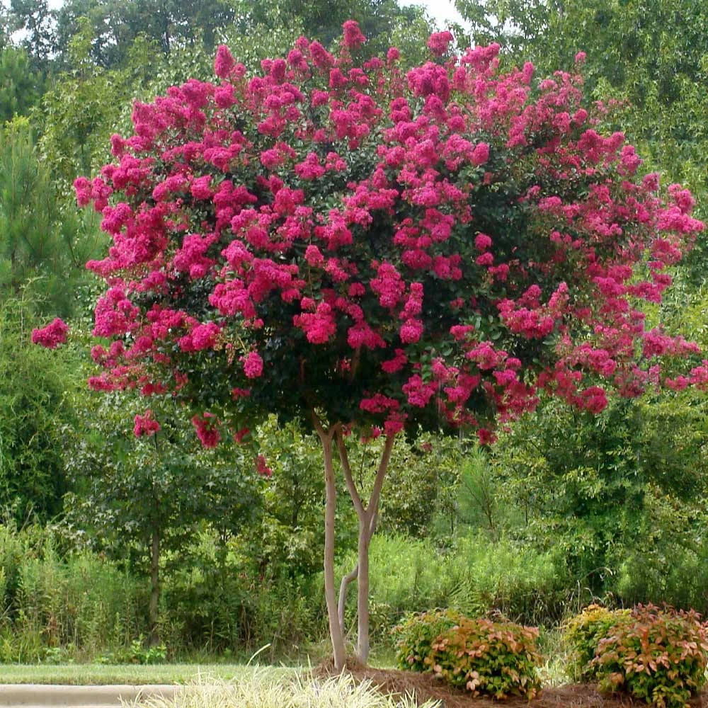 Pink Velour Crape Myrtle 5 Pink Velour Crape Myrtle - Image 3
