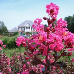 Pink Velour Crape Myrtle 12 Pink Velour Crape Myrtle -Deals The Flora Sprout Store Pnk Velour Crape Myrtle 6 FGT