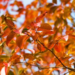 Pink Velour Crape Myrtle 14 Pink Velour Crape Myrtle -Deals The Flora Sprout Store Pnk Velour Crape Myrtle 8