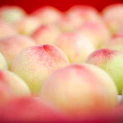 Polly Peach Tree -Deals The Flora Sprout Store Polly Peach 2