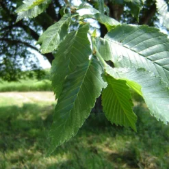 Prairie Expedition® Elm Tree -Deals The Flora Sprout Store Prairie Expedition Elm 2