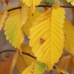 Prairie Expedition® Elm Tree -Deals The Flora Sprout Store Prairie Expedition Elm 3