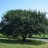Prairie Expedition® Elm Tree -Deals The Flora Sprout Store Prairie Expedition Elm FGT 600x600 c746e7fe 4ee2 4b9c ba34 fb285d23b7a7
