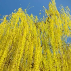 Prairie Cascade Weeping Willow 8 Prairie Cascade Weeping Willow -Deals The Flora Sprout Store Prarie Cascade Willow 3 FGT