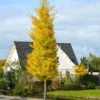 Princeton Sentry™ Columnar Ginkgo Tree 2 Princeton Sentry™ Columnar Ginkgo Tree -Deals The Flora Sprout Store Princeton Sentry Ginkgo Tree 600x600 fc9f7916 3ff4 4782 aed0 0cca999aa227