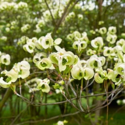 Mexican Flowering Dogwood Tree -Deals The Flora Sprout Store Pringle Mexican Dogwood 1