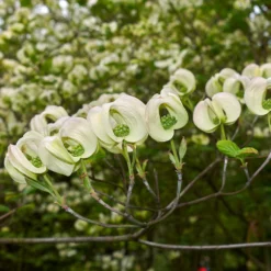 Mexican Flowering Dogwood Tree -Deals The Flora Sprout Store Pringle Mexican Dogwood 2