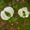 Mexican Flowering Dogwood Tree -Deals The Flora Sprout Store Pringle Mexican Dogwood 600x600 79a34edc 828c 408c 9d78 63e10ddfa66c