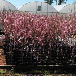 Profusion Crabapple Tree 12 Profusion Crabapple Tree -Deals The Flora Sprout Store Profussion Crabapple 1