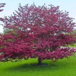 Profusion Crabapple Tree 13 Profusion Crabapple Tree -Deals The Flora Sprout Store Profussion Crabapple 5