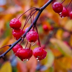 Profusion Crabapple Tree 11 Profusion Crabapple Tree -Deals The Flora Sprout Store Profussion Crabapple 6
