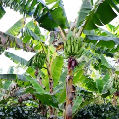 Puerto Rican Plantain Banana Tree 14 Puerto Rican Plantain Banana Tree -Deals The Flora Sprout Store Puerto Rican Plantain Banana Tree 10