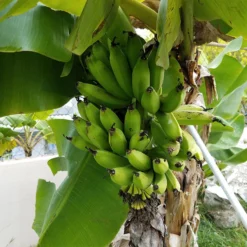 Deals The Flora Sprout Store 27 Puerto Rican Plantain Banana Tree