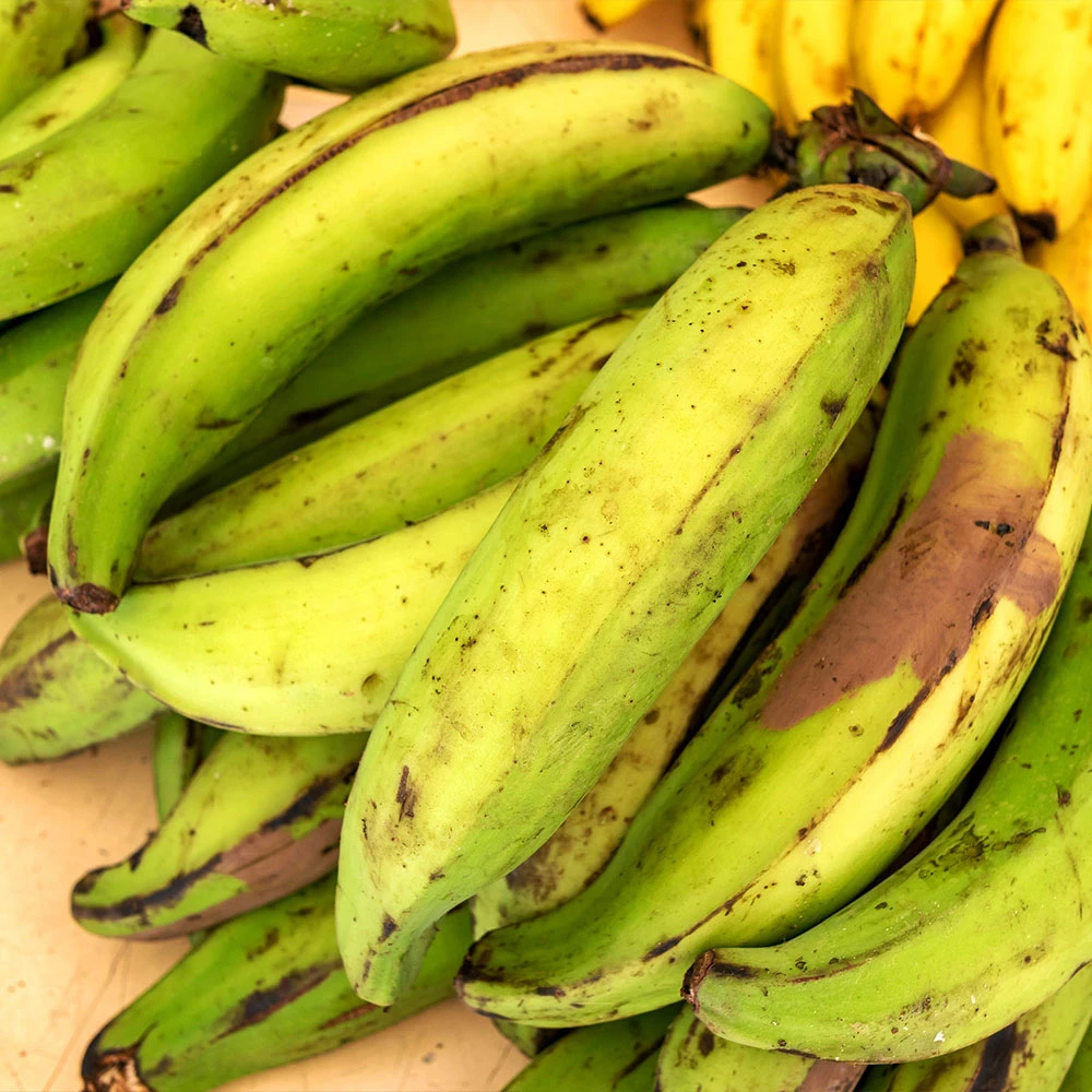 Puerto Rican Plantain Banana Tree 5 Puerto Rican Plantain Banana Tree - Image 3