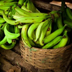 Puerto Rican Plantain Banana Tree 13 Puerto Rican Plantain Banana Tree -Deals The Flora Sprout Store Puerto Rican Plantain Banana Tree 9