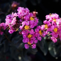 Black Diamond® Crape Myrtle - Purely Purple™ -Deals The Flora Sprout Store Purely Purple 1
