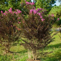 Black Diamond® Crape Myrtle - Purely Purple™ -Deals The Flora Sprout Store Purely Purple 3