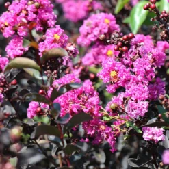 Black Diamond® Crape Myrtle - Purely Purple™ -Deals The Flora Sprout Store Purely Purple 4