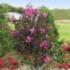 Black Diamond® Crape Myrtle - Purely Purple™ 1 Black Diamond® Crape Myrtle - Purely Purple™ -Deals The Flora Sprout Store Purely Purple 600x600 f4511df5 e7fb 4130 8f9c 95337f568af6